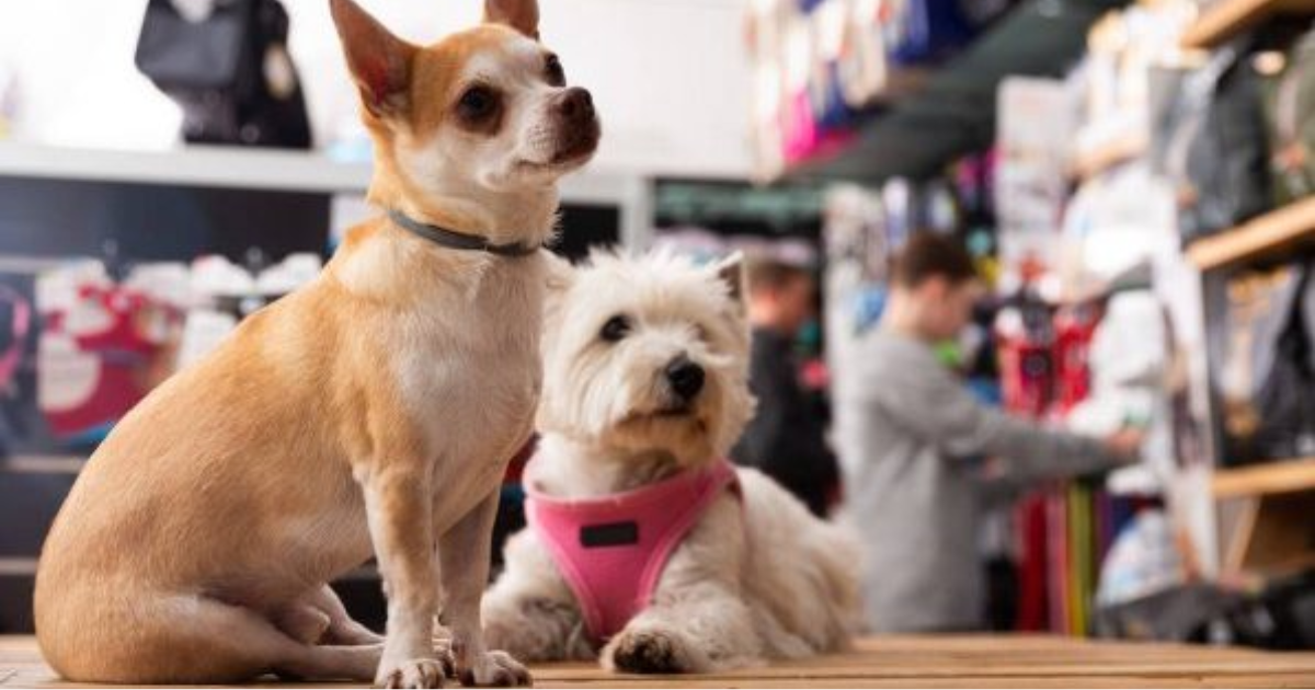 COMBO 1 DE 10 CURSOS SCHOOL PET SHOP